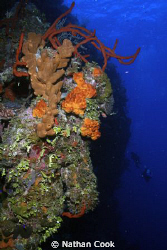A part of the Bloody Bay Wall in Little Cayman. Two minia... by Nathan Cook 